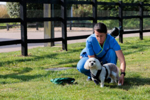 Physiotherapist with a canine patient outside on grass