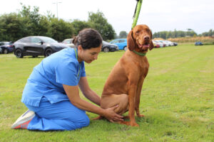 Dog having physiotherapy on the grass post TPLO surgery