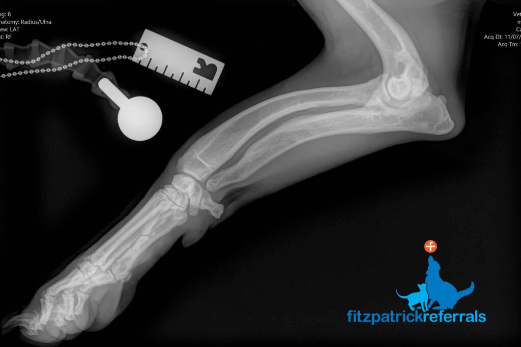 Radiograph of dog with antebrachial growth deformity