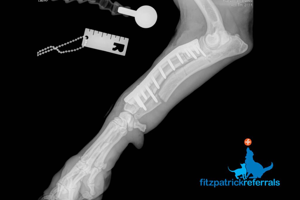 Radiograph of dog following surgery to correct antebrachial growth deformity