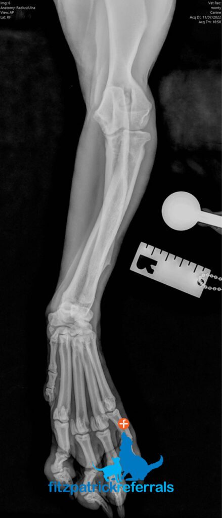 Radiograph of a dog with antebrachial growth deformity