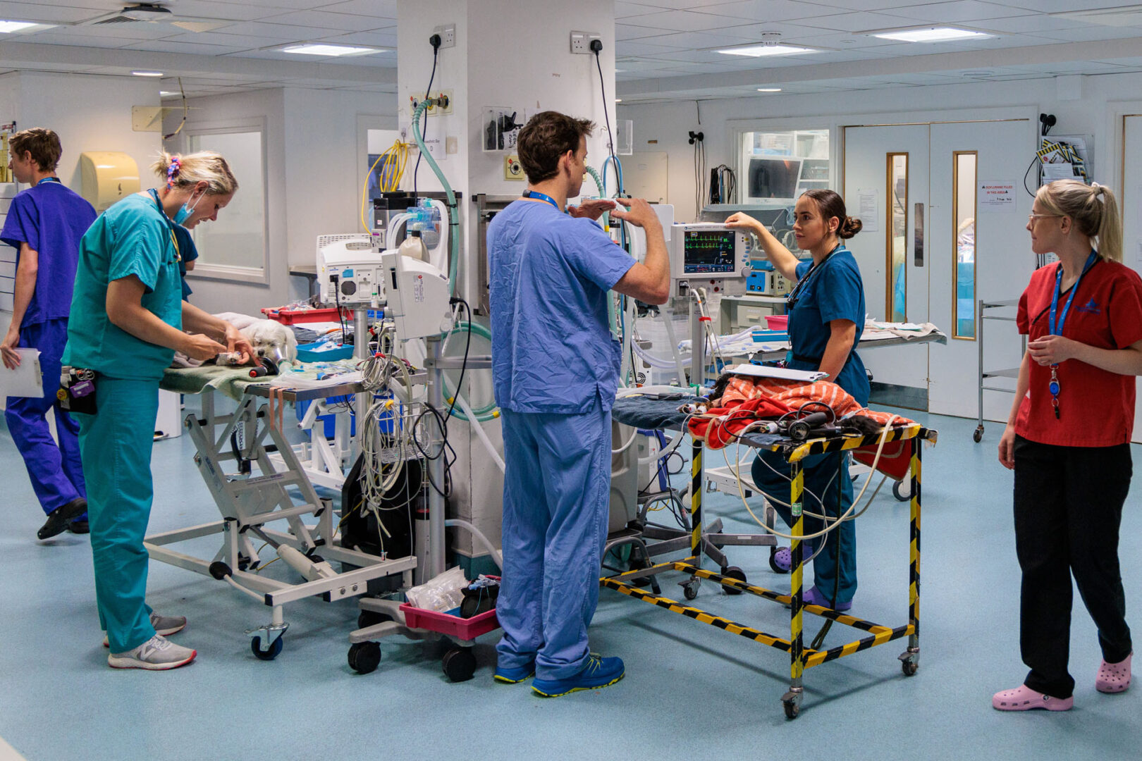 Busy veterinary hospital prep floor