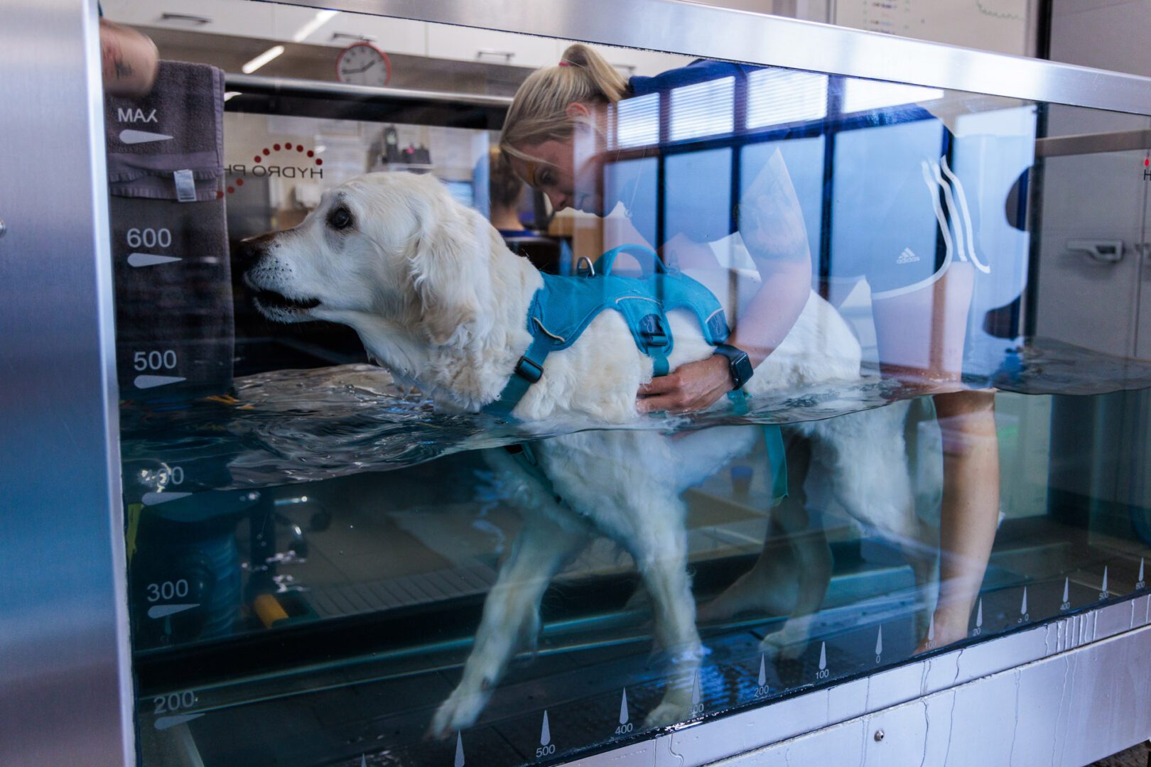 Golden Retriever on underwater treadmill
