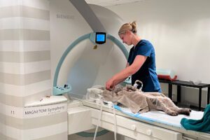 Veterinary neurology nurse positioning a feline patient in the MRI scanner