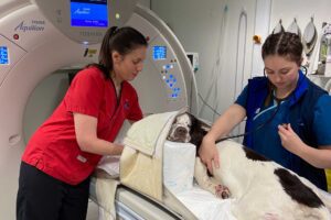 English Springer Spaniel in CT scanner