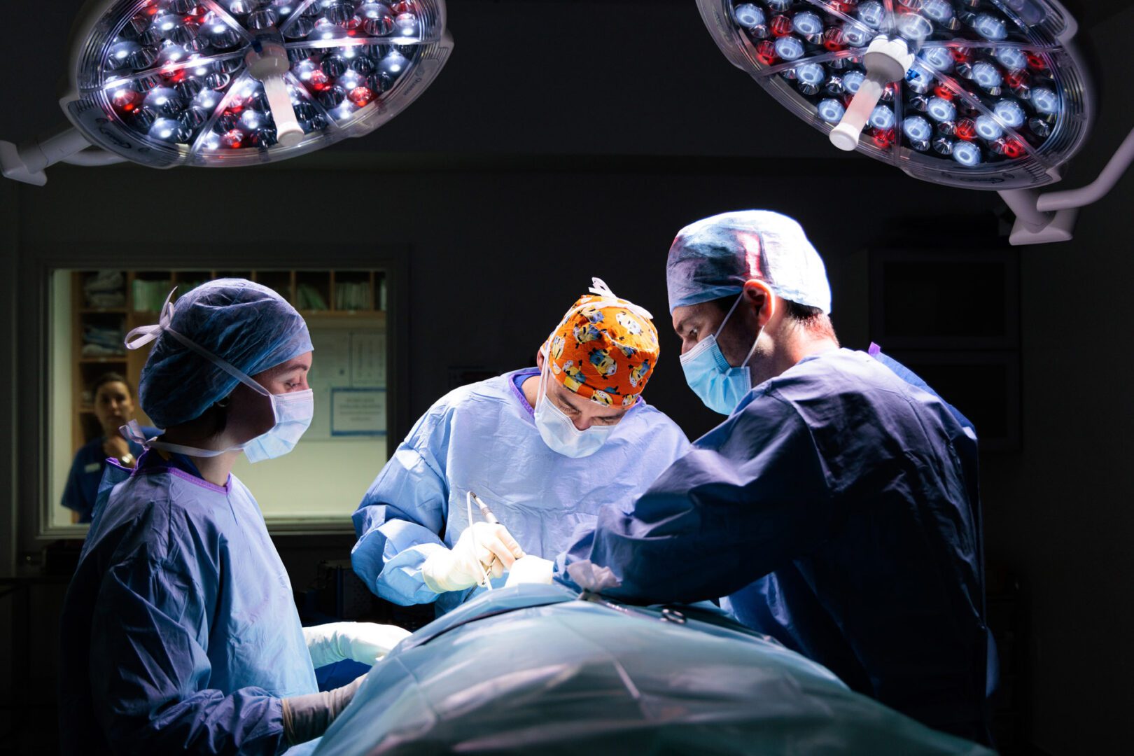 Veterinary surgeons in theatre