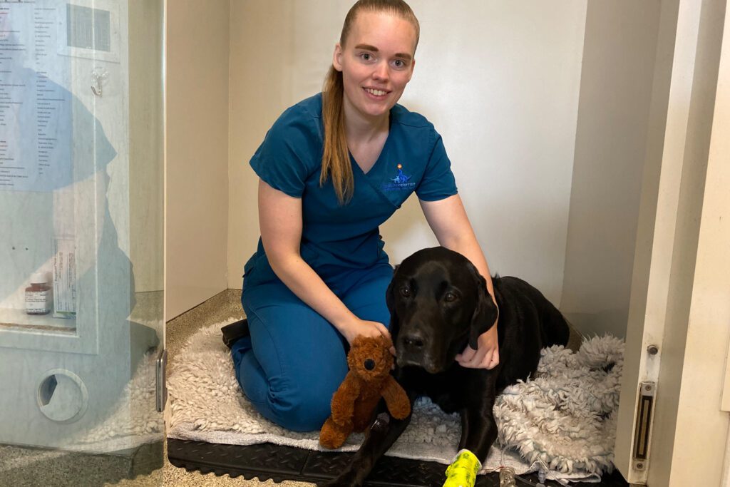 Registered Veterinary Nurse sitting with Labrador patient in wards at vet hospital