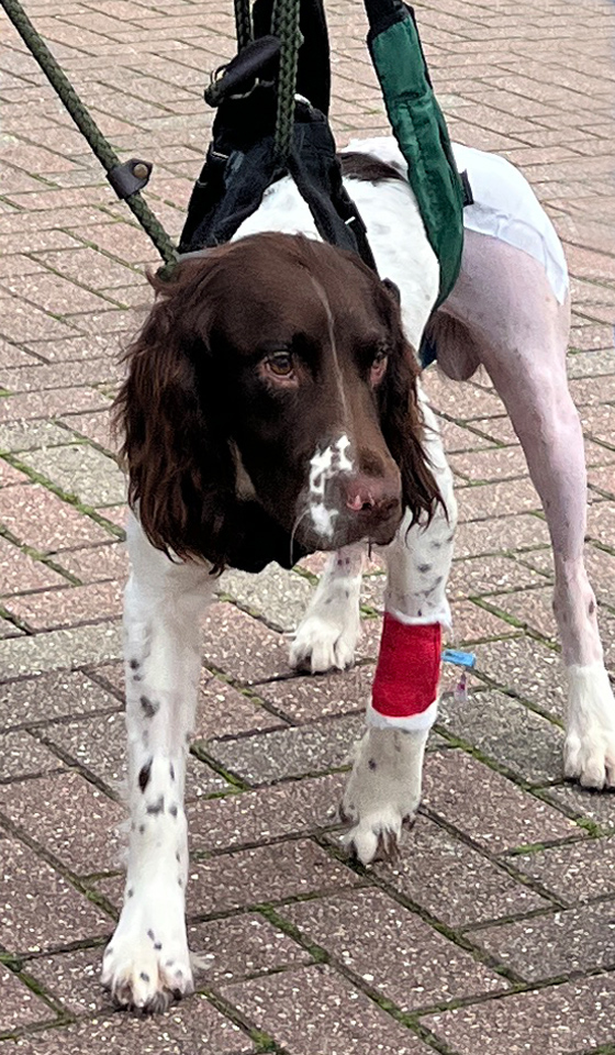 English Springer Spaniel after hindlimb surgery