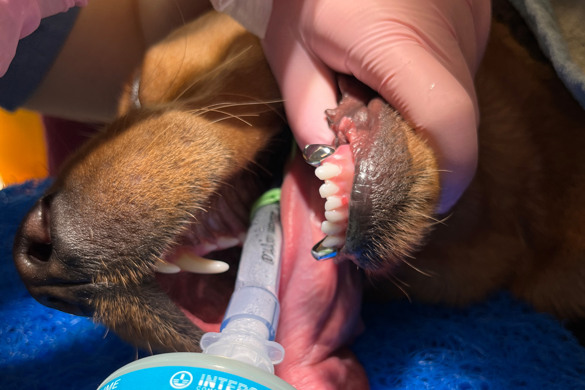 An intubated fox red Labrador with two custom metal dental crowns on its lower canine teeth following trauma