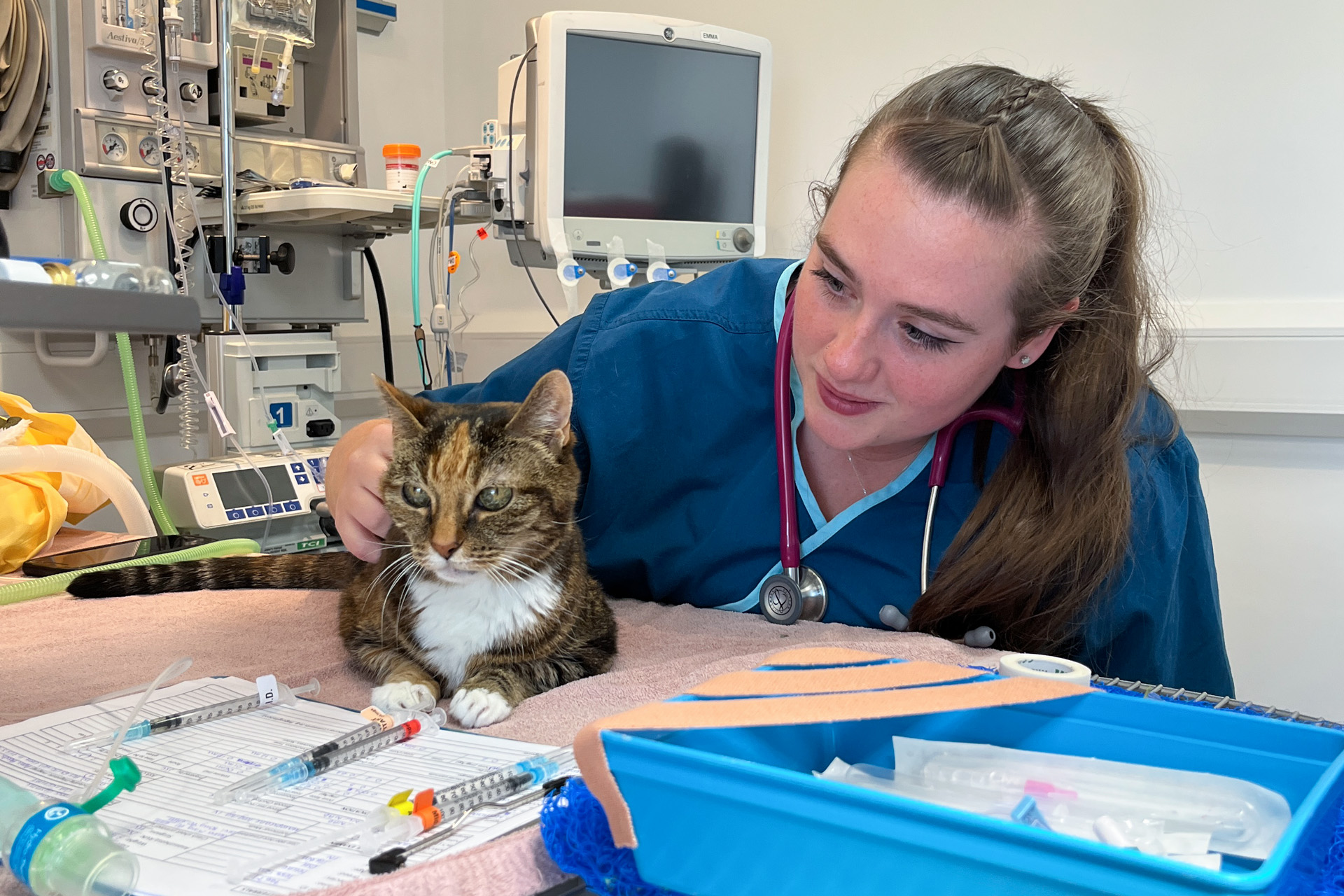 Dental veterinary nurse comforting feline patient 