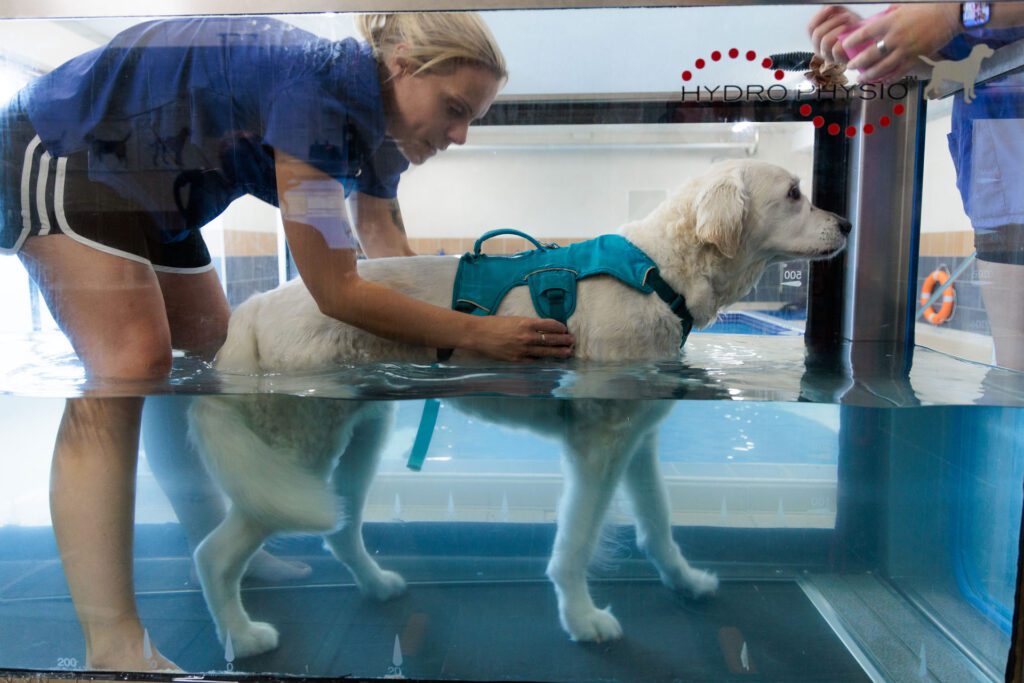Golden Retriever having hydrotherapy on an underwater treadmill at Fitzpatrick Referrals