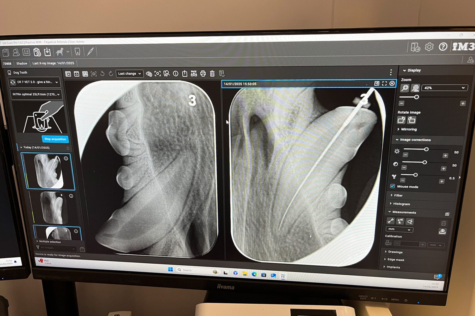 Mini X Teeth Shadow's fractured canine tooth - Fitzpatrick Referrals