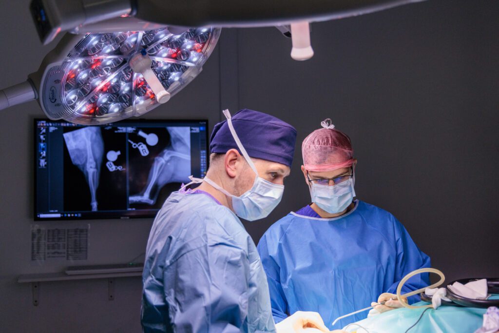 Veterinary surgeons in surgery