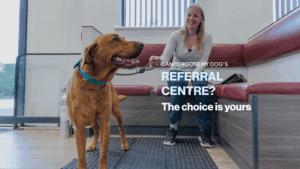 dog and client waiting at vets