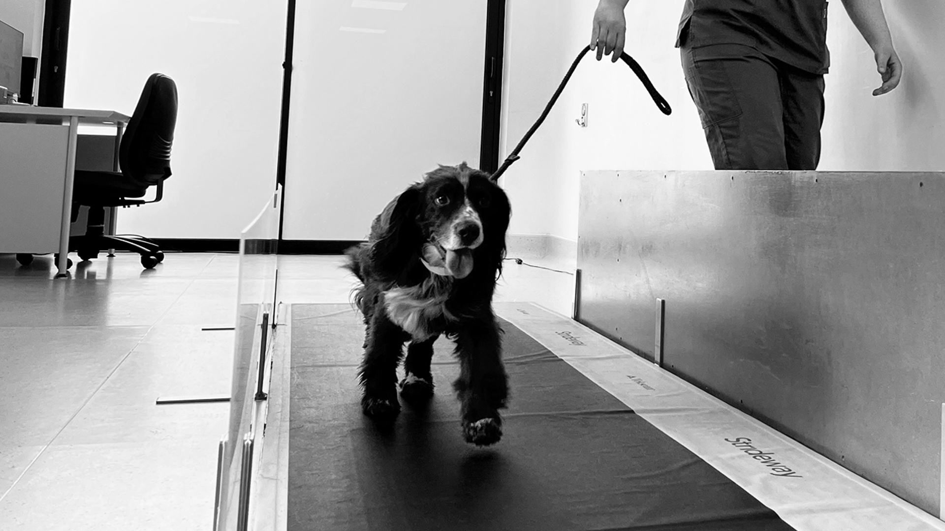 Stem cell therapy patient walking on a gait analysis pressure platform walkway