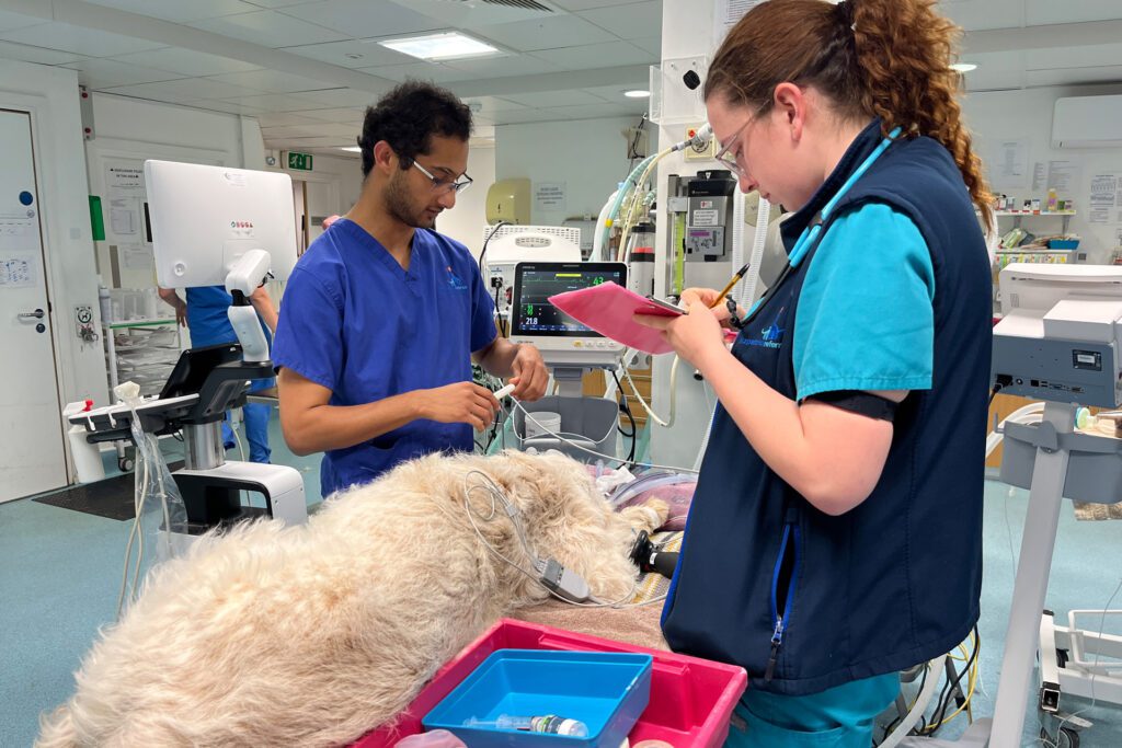 Veterinary surgeon and student vet nurse standing with dog patient