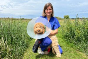 Veterinary surgeon holding a 4-month-old cockapoo puppy wearing a cone in a grass field