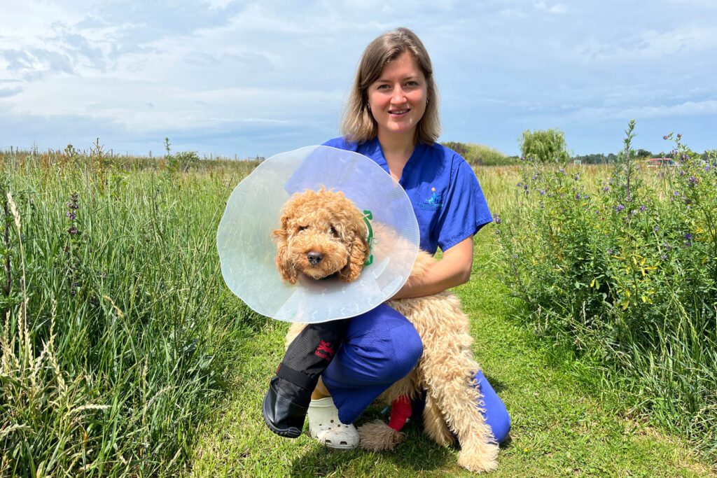 Veterinary surgeon holding a 4-month-old cockapoo puppy wearing a cone in a grass field