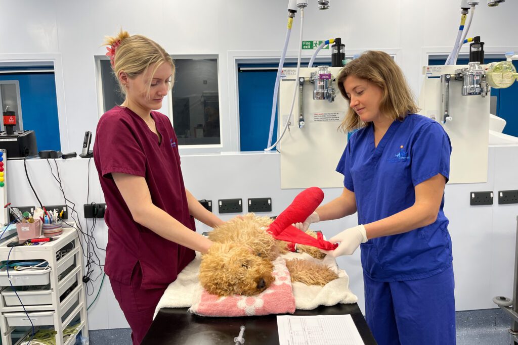 Veterinary surgeon unwrapping a dog's bandage on a table with help from a veterinary care assistant