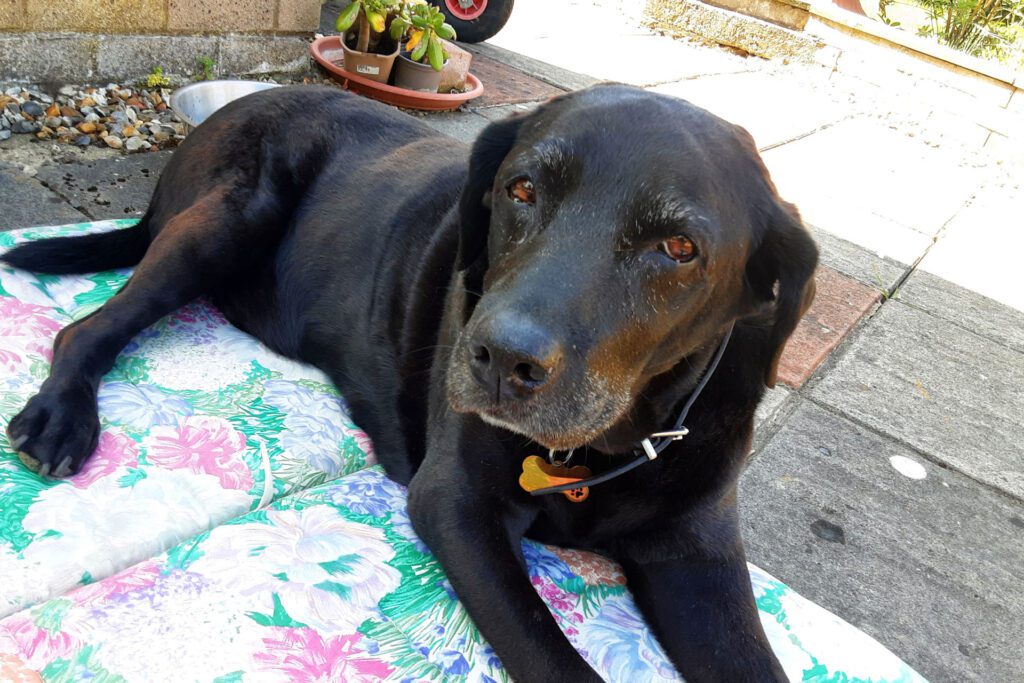 Black Labrador relaxing outside on the patio