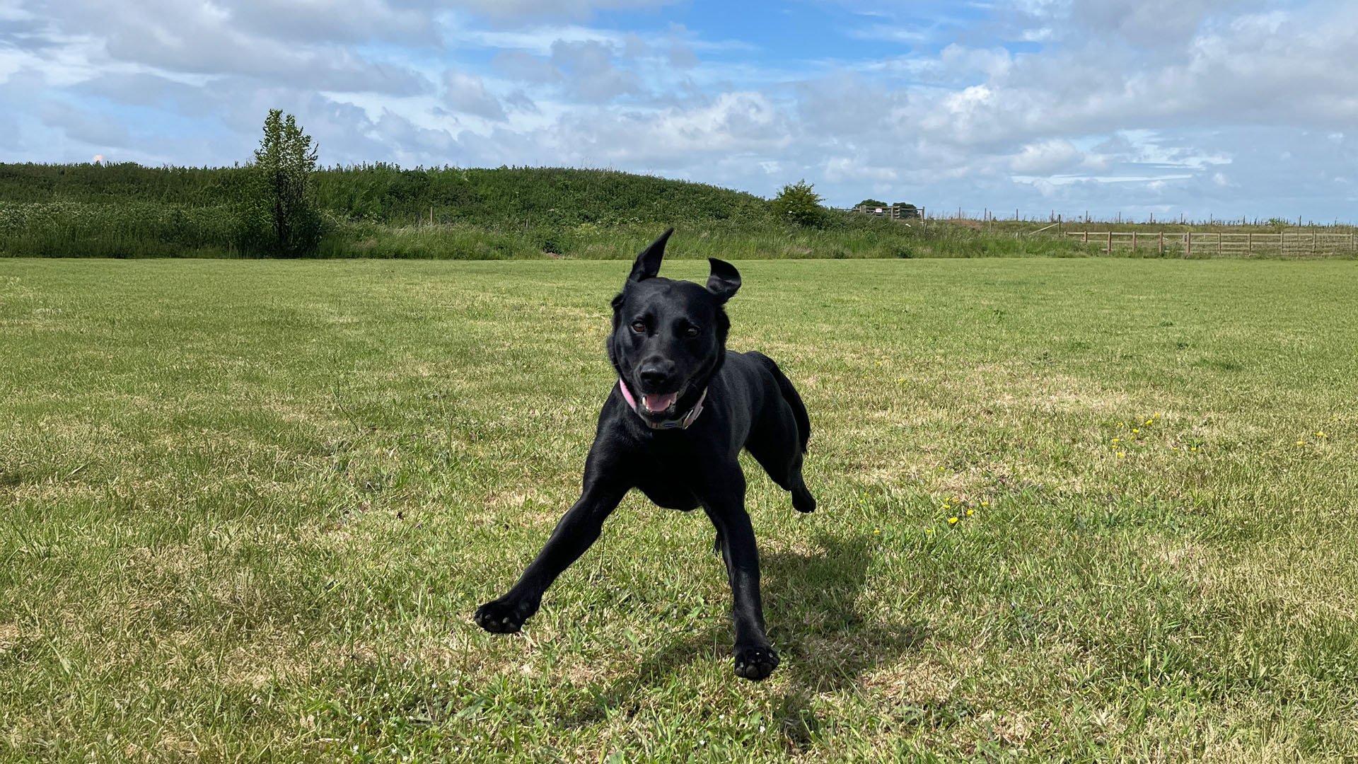 Healthy, active black Labrador running across a grassy field
