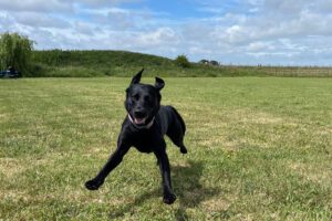Healthy, active black Labrador running across a grassy field