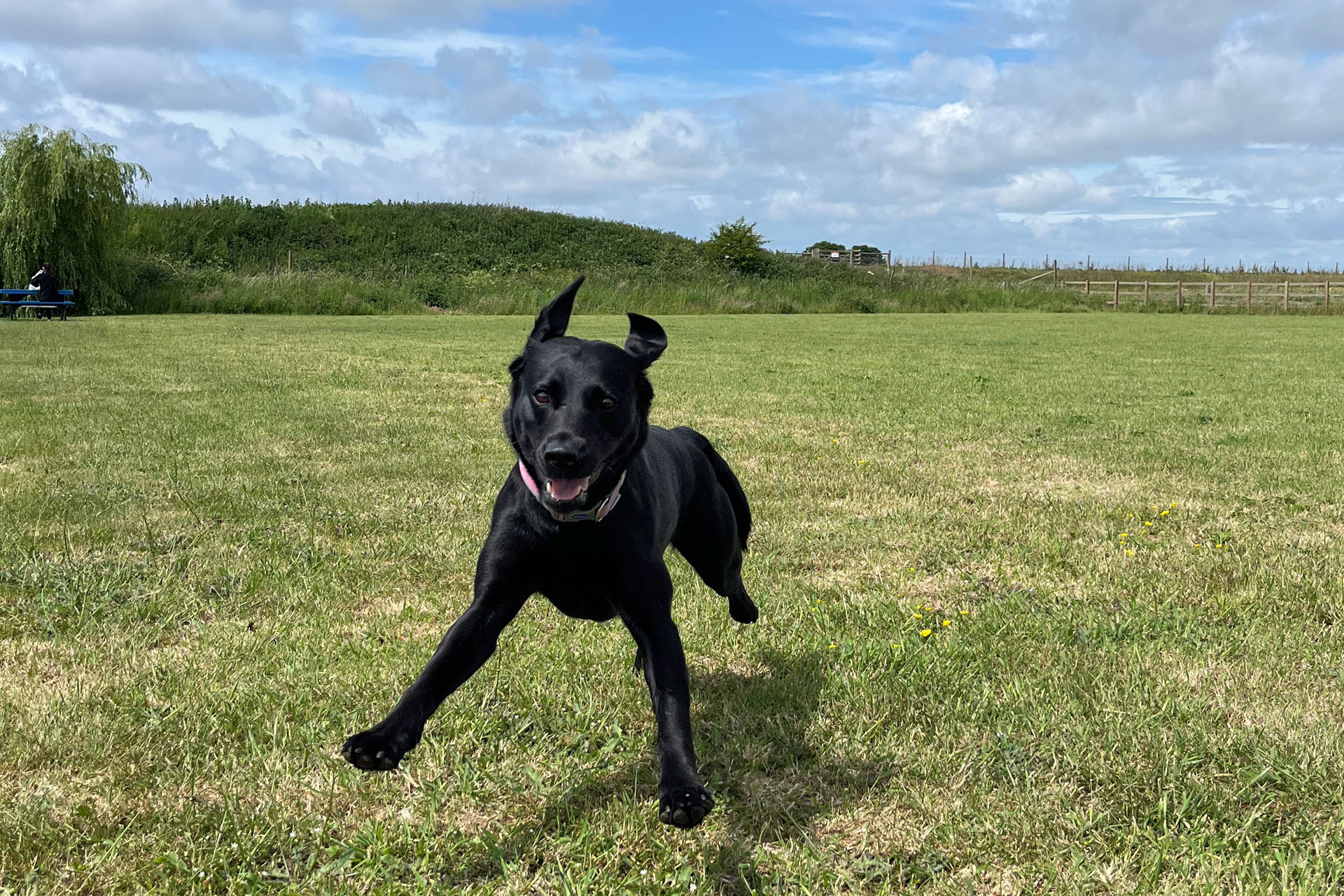 The Supervet returns to Channel 4 with series 19 - 4 June 2024 ...