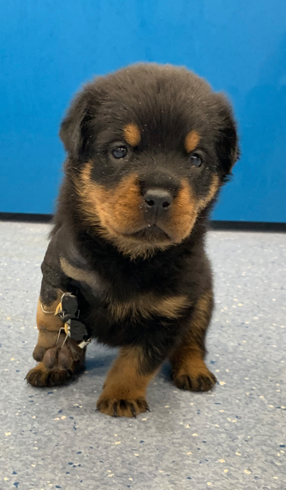 Rottweiler puppy