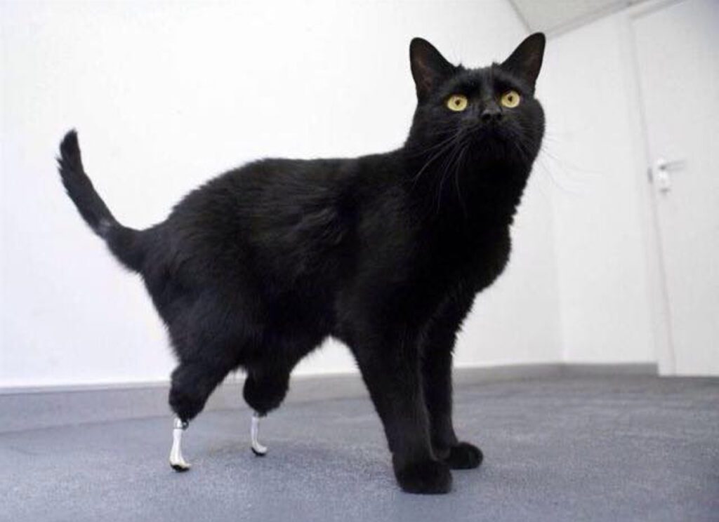 Oscar the bionic cat with bilateral hind limb prostheses