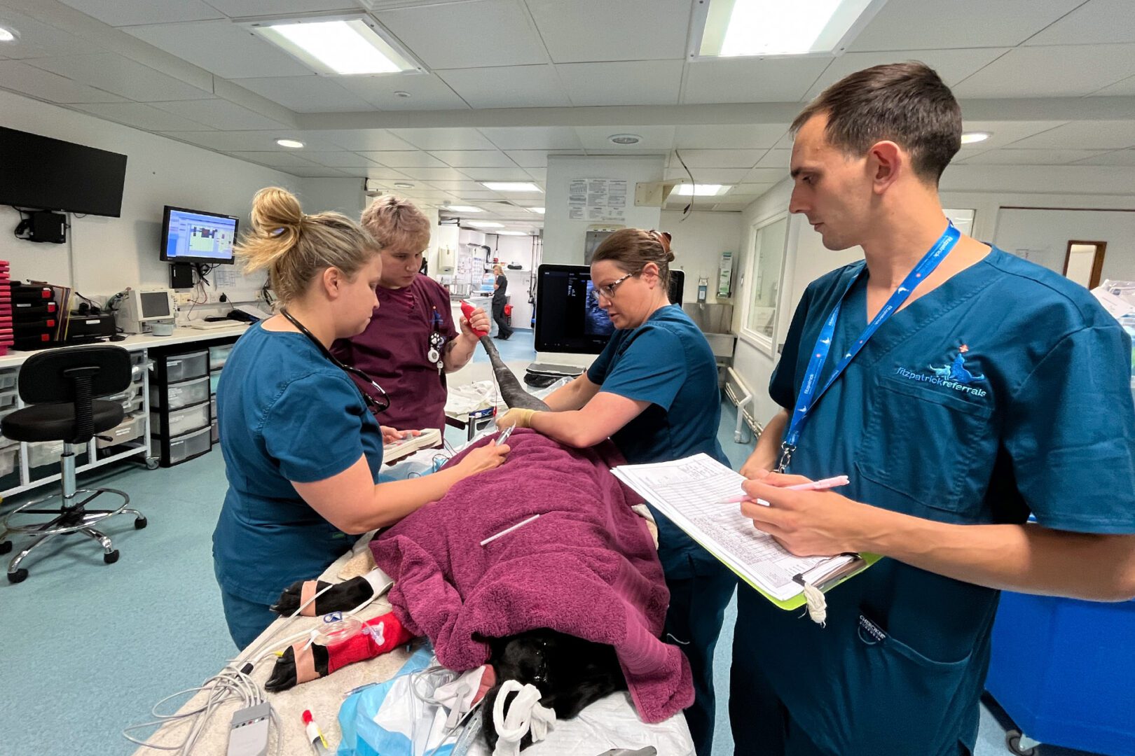 Veterinary professionals attending to a dog laying on the table at the vets