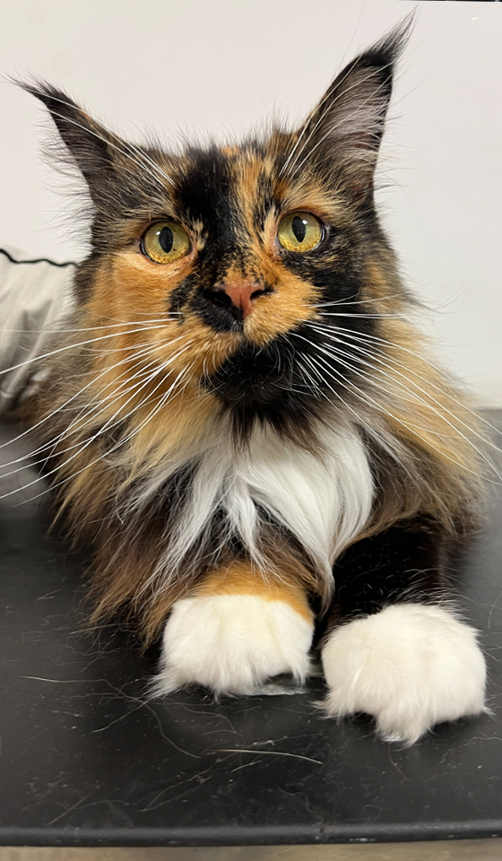 Maine coon cat sitting on vet consult table