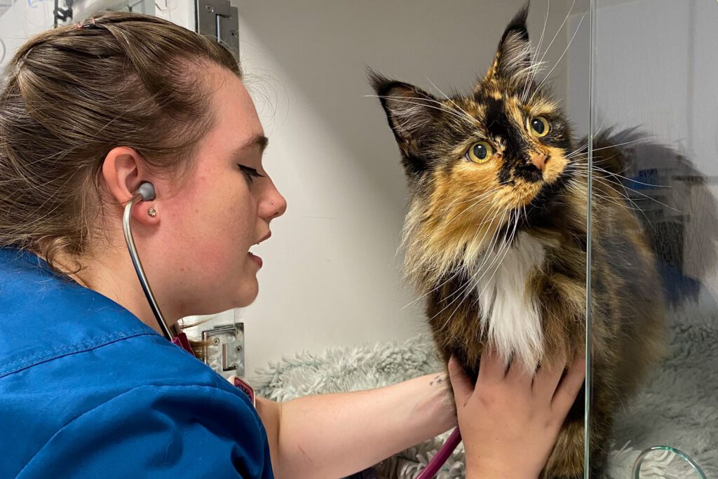 Maine coon cat having her heart listened to by a vet nurse in wards
