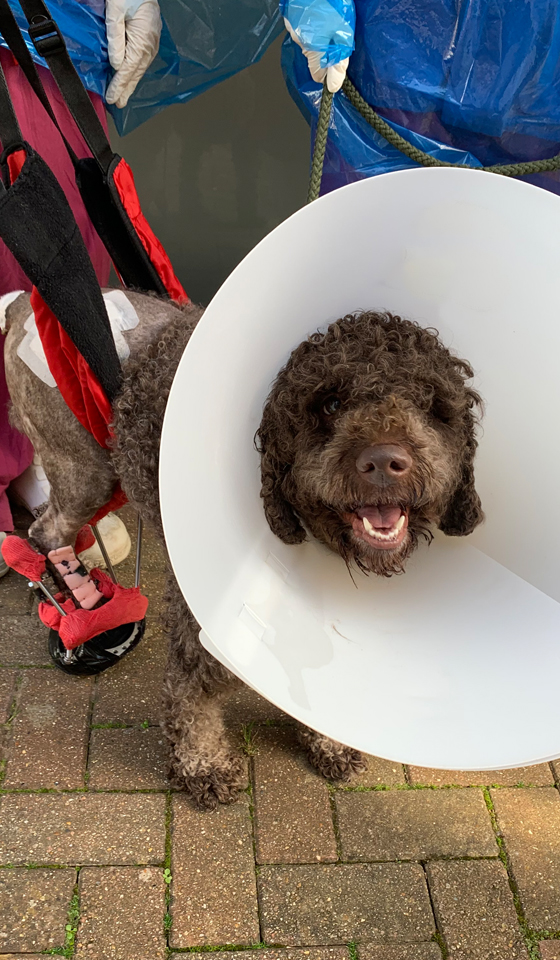 Brown Italian Water Dog wearing a cone following specialist surgery on his foot