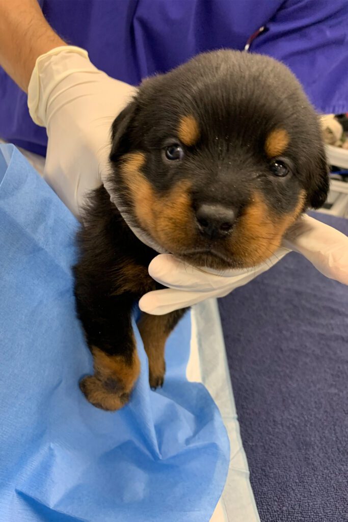 4 week old Rottweiler puppy at the vets