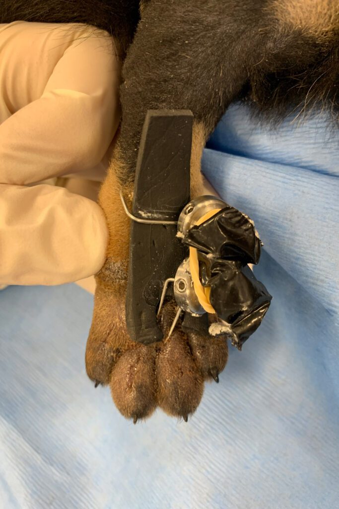 4 week old Rottweiler puppy's paw with splint