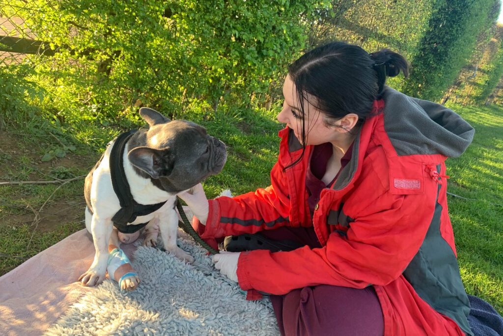 French bulldog sitting with nurse outside in garden after spinal surgery