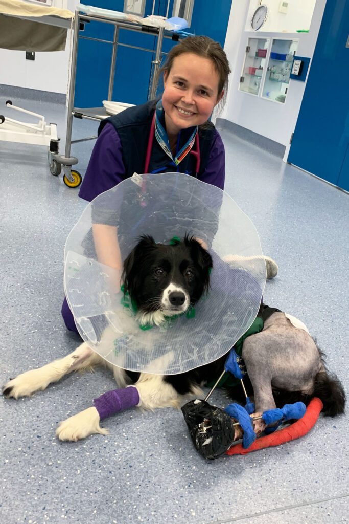 Vet nurse with border collie dog wearing a cone after hind limb surgery