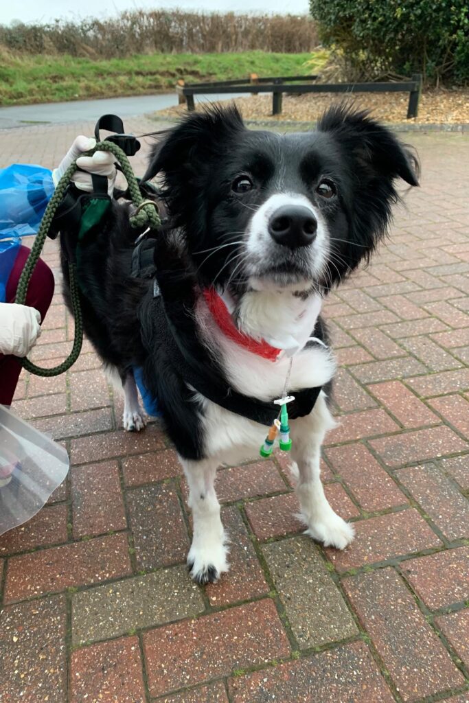 Border collie dog being walked outside with veterinary care assistants