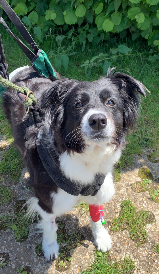 Border Collie being walked with harness and sling outside at the vet hospital
