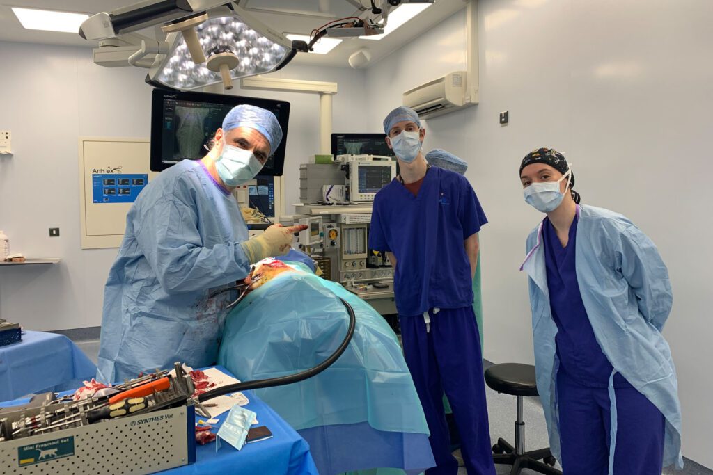 Professor Noel Fitzpatrick with veterinary colleagues in theatre performing spinal surgery on a Frenchie