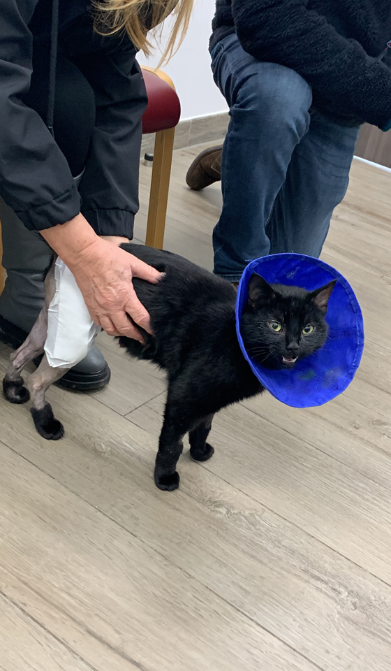 Black cat wearing blue cone after surgery on her hind limbs