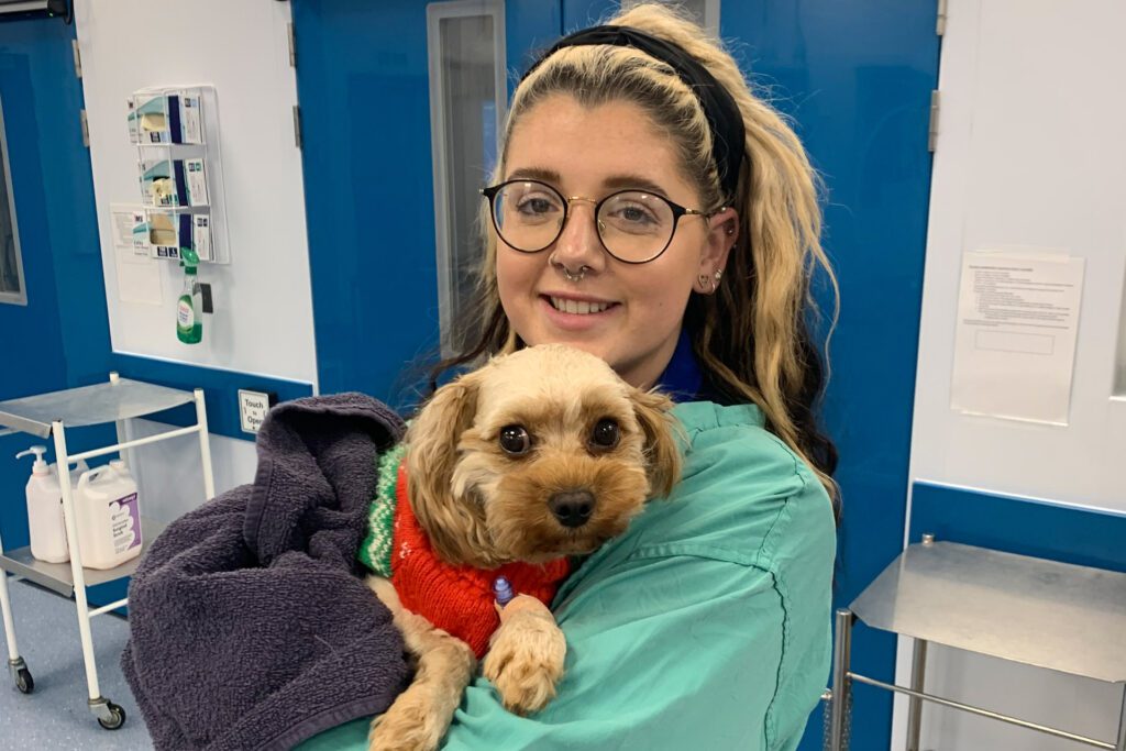 Registered Veterinary Nurse holding a cavapoo patient at Fitzpatrick Referrals
