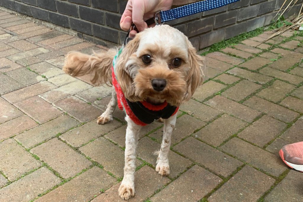 Cavapoo standing outside