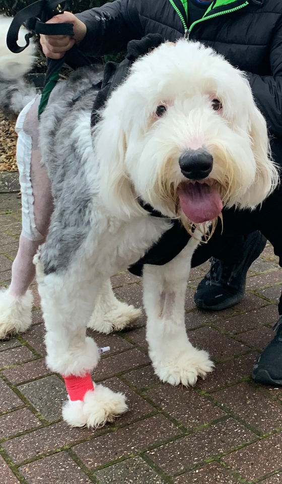 Old English Sheepdog after surgery