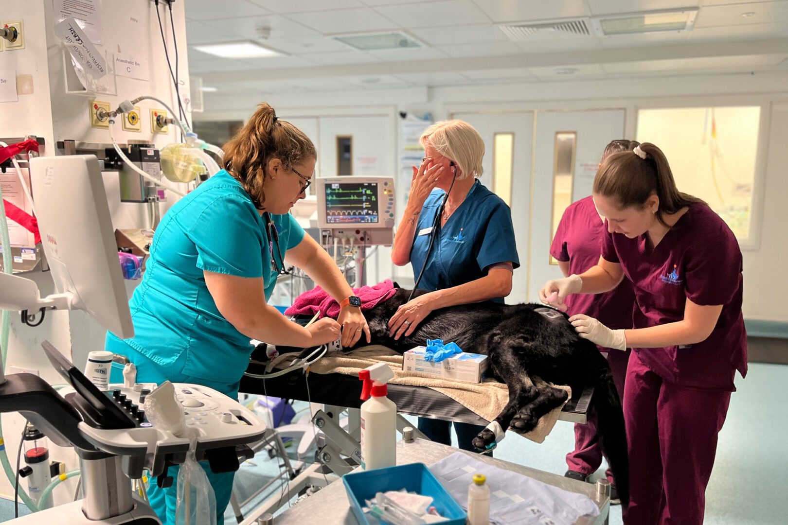 A black dog being prepared for surgery by three veterinary professionals