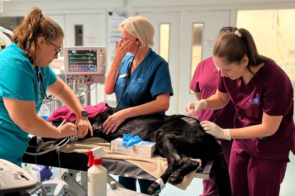 A black dog being prepared for surgery by three veterinary professionals