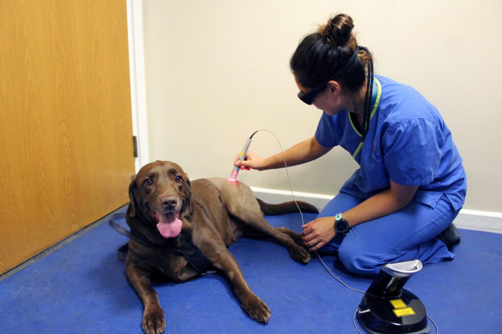 Chocolate Labrador having laser therapy
