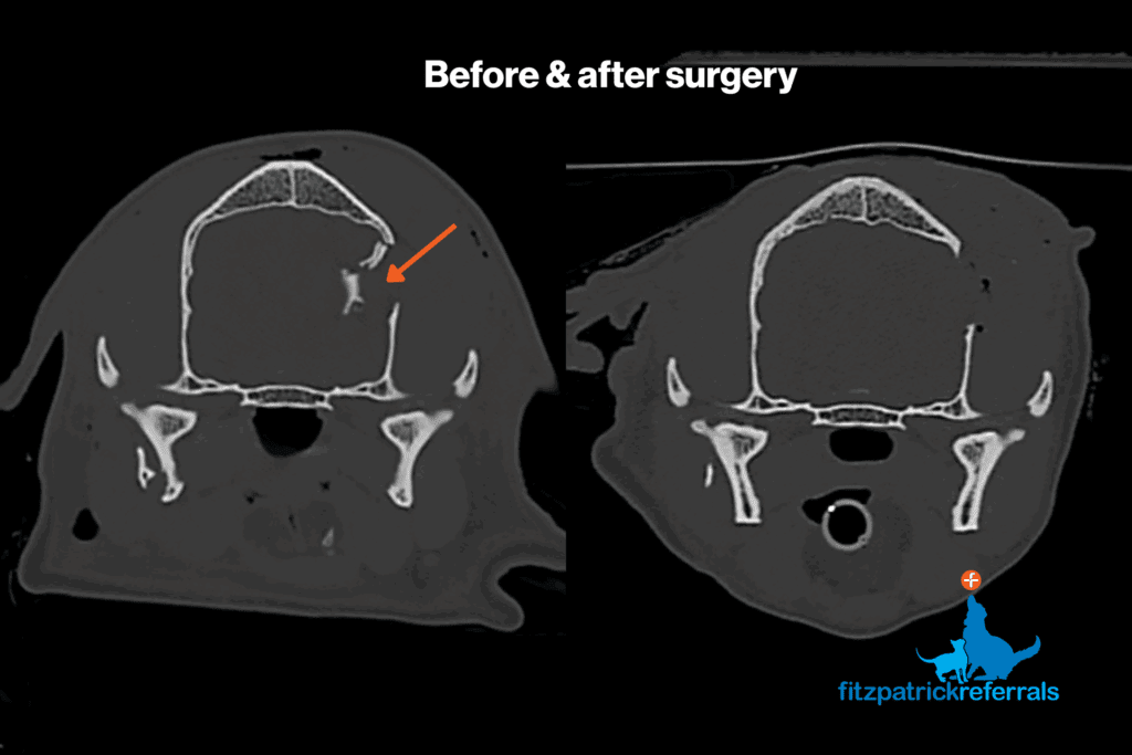 Before and after surgery CT scans of a dog's skull showing the two compressed skull fragments and after their surgical removal