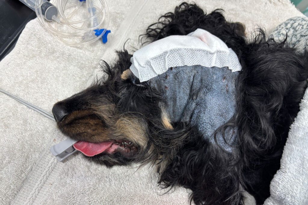 Close up of a dog's head after brain surgery, showing a plaster over the surgical area and clipped hair