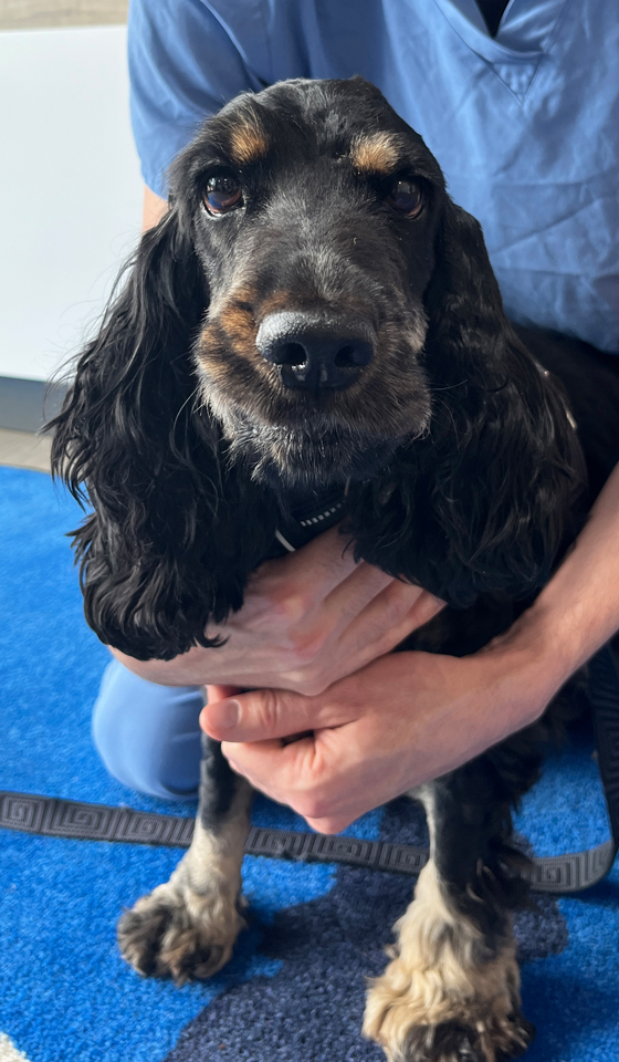 Black and tan cocker spaniel sitting on carpet